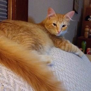 Meet your Posher, Lindsay